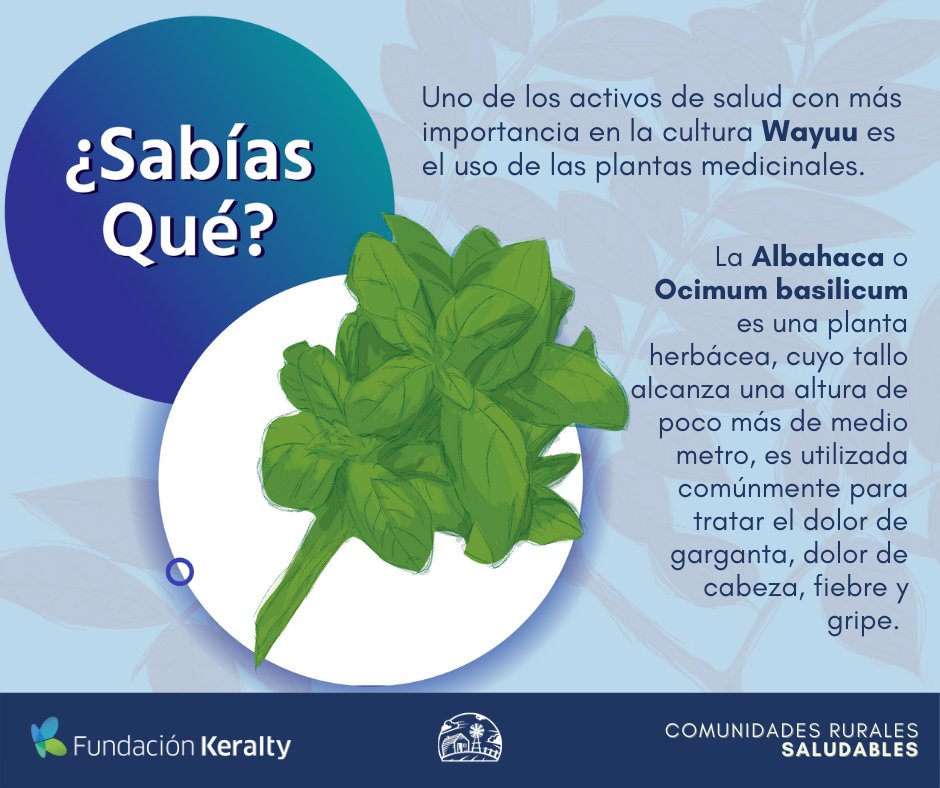 Sabías que sobre plantas medicinales 1 sabias que sobre plantas medicinales